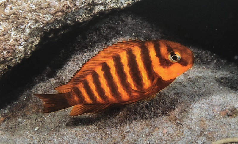 Tropheus sp. 'kipili' Mtosi Bay